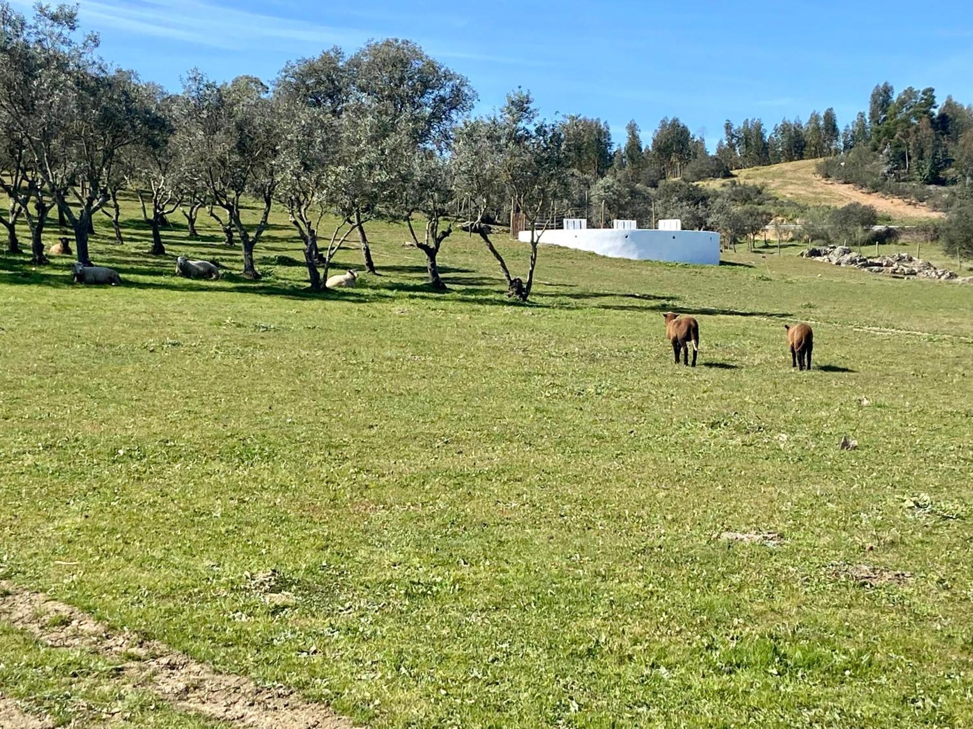 Quinta Alfaval Vendégház Redondo Kültér fotó