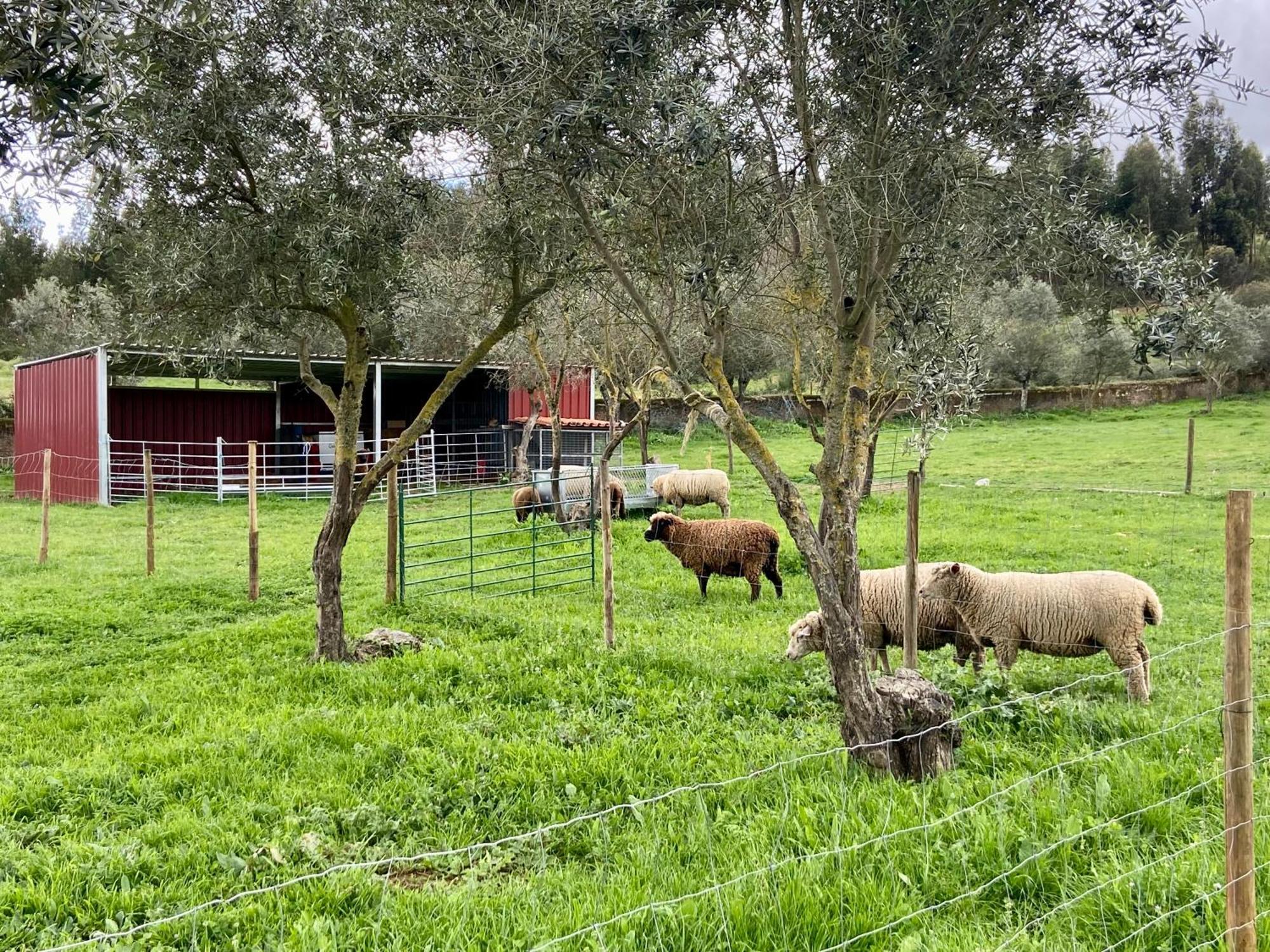 Quinta Alfaval Vendégház Redondo Kültér fotó